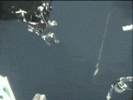 sea whale GIF