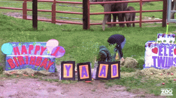 Syracuse Zoo Throws Birthday Party for 1-Year-Old Elephant 'Miracle Twins'