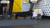 sausage dog what GIF by CBBC