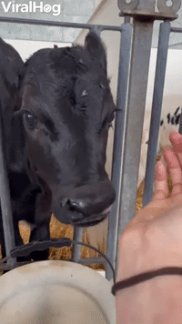 Baby Cows Love Sucking on Hands