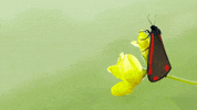 savebutterflies nature wildlife conservation moth GIF