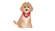 Cute Dog Goldendoodle Sticker by zoopeez