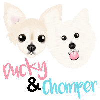 Chihuahua Pomeranian Sticker by zoopeez