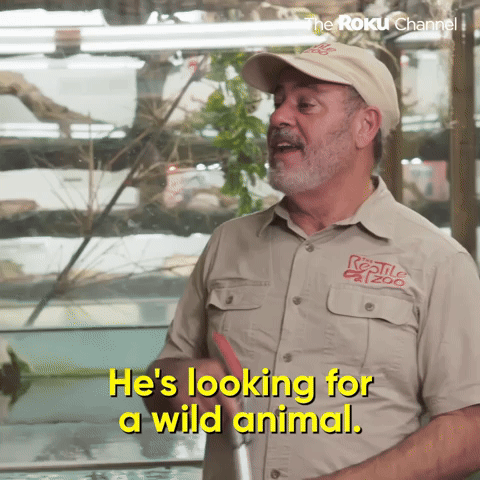 Wild Animal