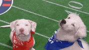 Animal Planet GIF by Puppy Bowl