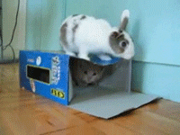 kitten rabbit GIF