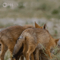 Pbs Nature Baby GIF by Nature on PBS
