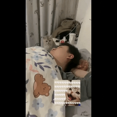 cuteanimalland giphyupload GIF