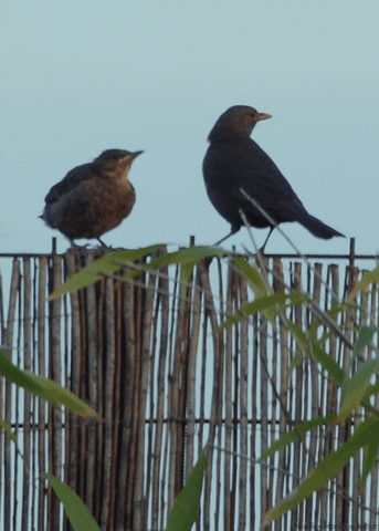 common blackbird bird GIF by Head Like an Orange