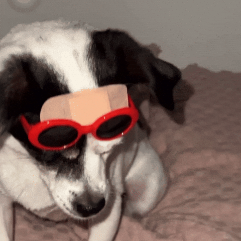 sina_project_ yes yay please nod GIF