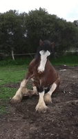 Itchy Horse Needs a Good Scratch