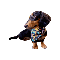 Pocket Monsters Dachshund Sticker by Geekster Pets