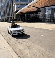 Dog Summer GIF