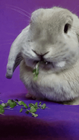 rcamille5555 giphyupload GIF