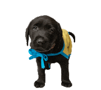 Dog Sticker by Canine Companions