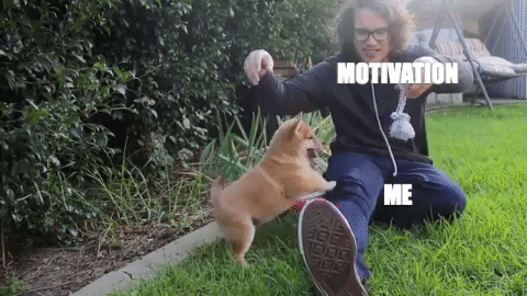 shiba #dog #meme #killme GIF