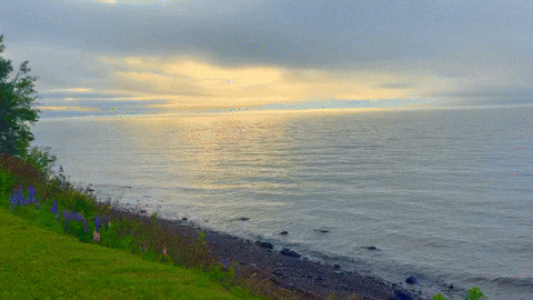 waldenboy giphyupload GIF