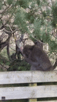 Monkey Eats From Backyard Bird Feeder After Escaping Wildlife Park