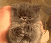 Sleepy Cat GIF