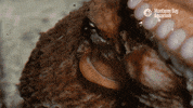 siphon finding nemo GIF by Monterey Bay Aquarium