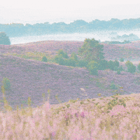 Ede GIF by Heideweek