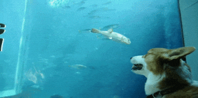 fish corgi GIF
