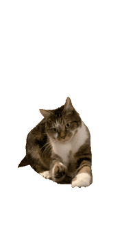 Cat Kitty Sticker