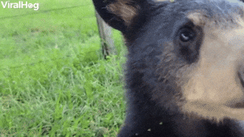 Mama Black Bear and Cubs Take Roadside Stroll