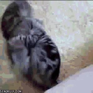 cat wtf cats GIF by Cheezburger