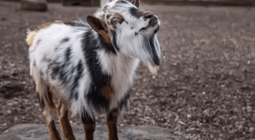 Nashville Zoo Names Goat 'Pekka' After G.O.A.T. Hockey Player