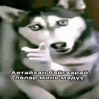 Dog Mongolia GIF