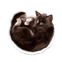 Felini sleep black cat back and forth sleepy cat Sticker