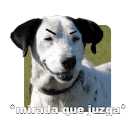 Adoptanocompres Camperito Sticker by El Campito Refugio