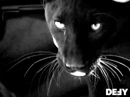 Black Panther Cat GIF by DefyTV