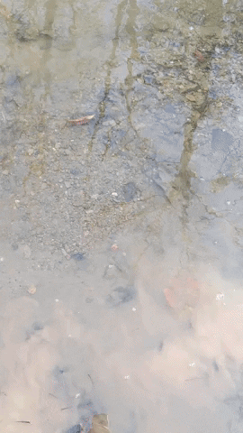 MOhunting giphyupload GIF