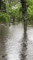 Deer Swim Through Flooded Seminole County Backyard
