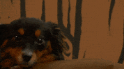on the spot woof GIF by Rooster Teeth