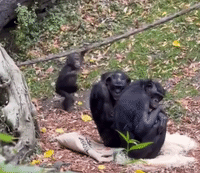 Amali The Bonobo vs. Falling Leaf
