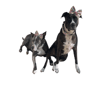 Cute Sticker by JSRanchDogDesigns