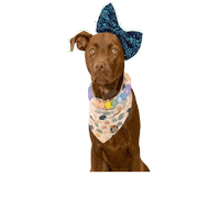 Tucson Sticker by JSRanchDogDesigns