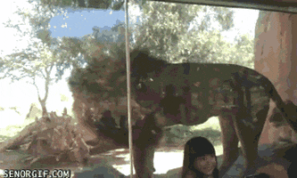 lion farting GIF by Cheezburger