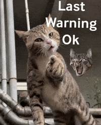 Anger Cat Angry GIF