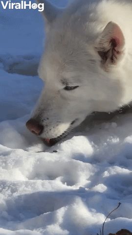 Husky Enjoys Lying in Snow
