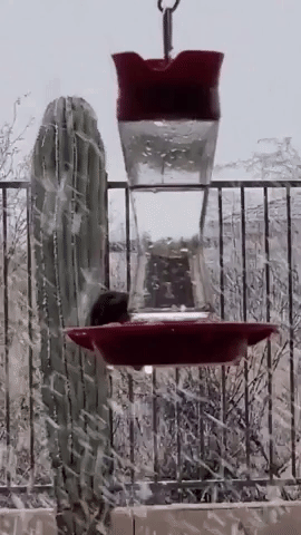 Hummingbird Pauses for a Drink During Snowfall in Central Arizona