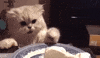 cat icecream eyebleach enjoying GIF