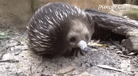 'Bless You:' Echidna With Ant Allergy Sneezes on Keeper's Boot