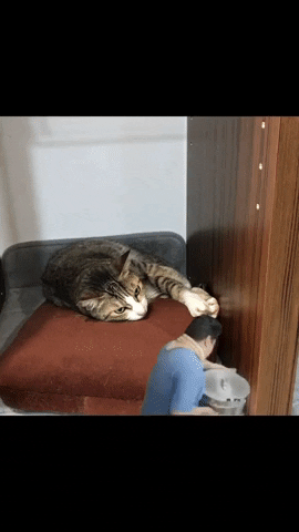 finitedbudget giphyupload GIF