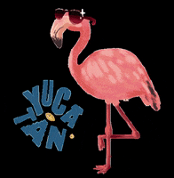 yucatanmexico mexico vacaciones merida yucatan GIF