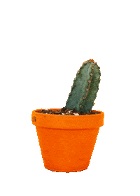 Plant Cactus Sticker by tSocial