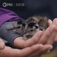 Pbs Nature Love GIF by Nature on PBS